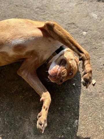 Allie Lou Who , a Adoptable mixed breed in Cape Coral, FL image 4/12