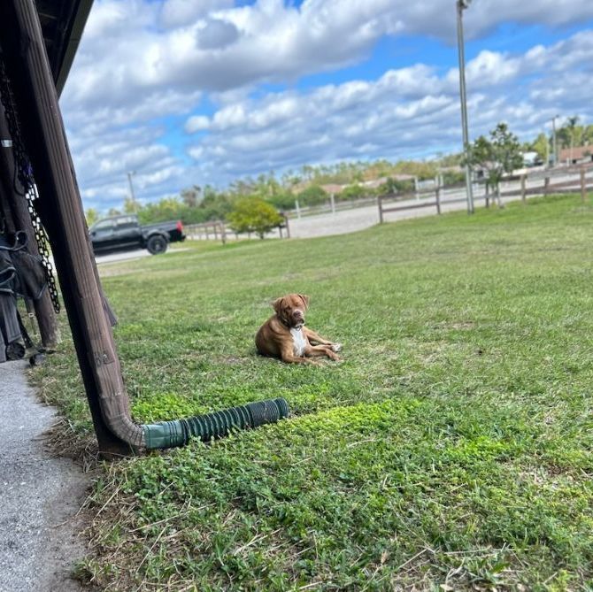 Allie Lou Who , a Adoptable mixed breed in Cape Coral, FL image 5/12