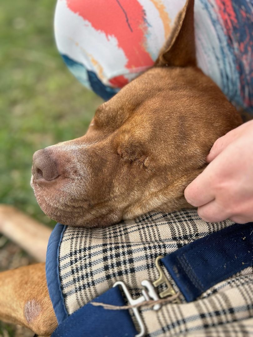 Allie Lou Who , a Adoptable mixed breed in Cape Coral, FL image 6/12