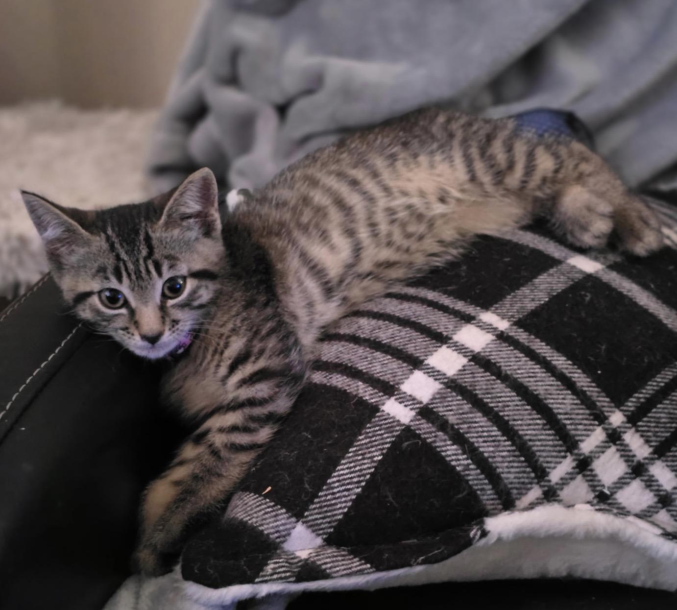 Enlarge Deb, an adoptable Domestic Short Hair in Colonia, NJ image 2/3