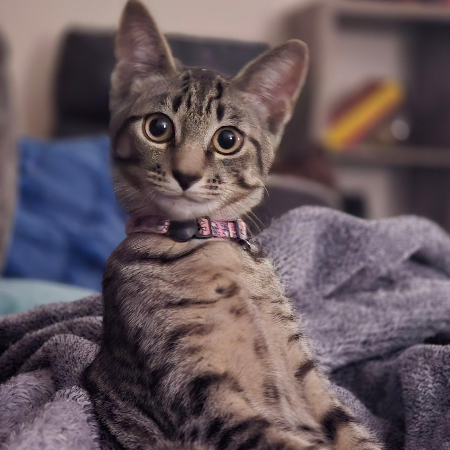 Enlarge Deb, an adoptable Domestic Short Hair in Colonia, NJ image 1/3