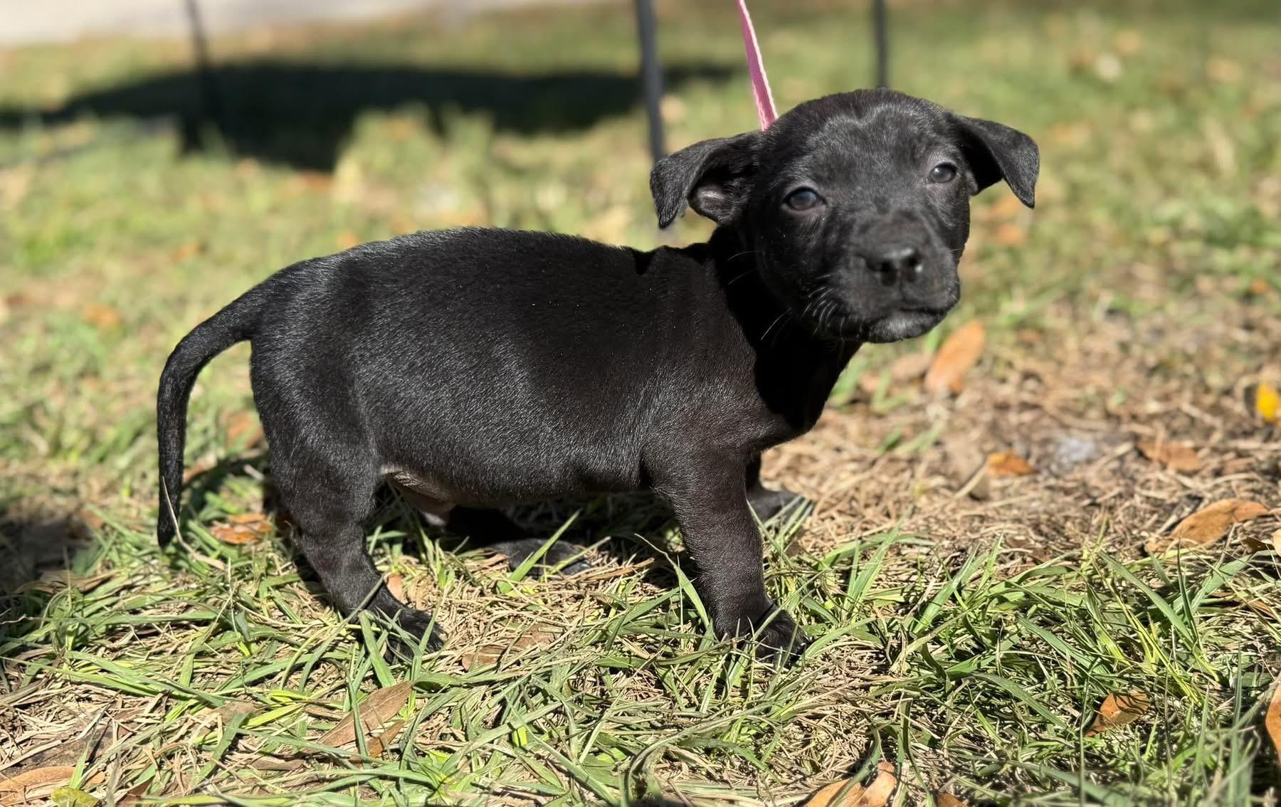 Gizmo, ADOPTABLE, Puppy Male Corgi.