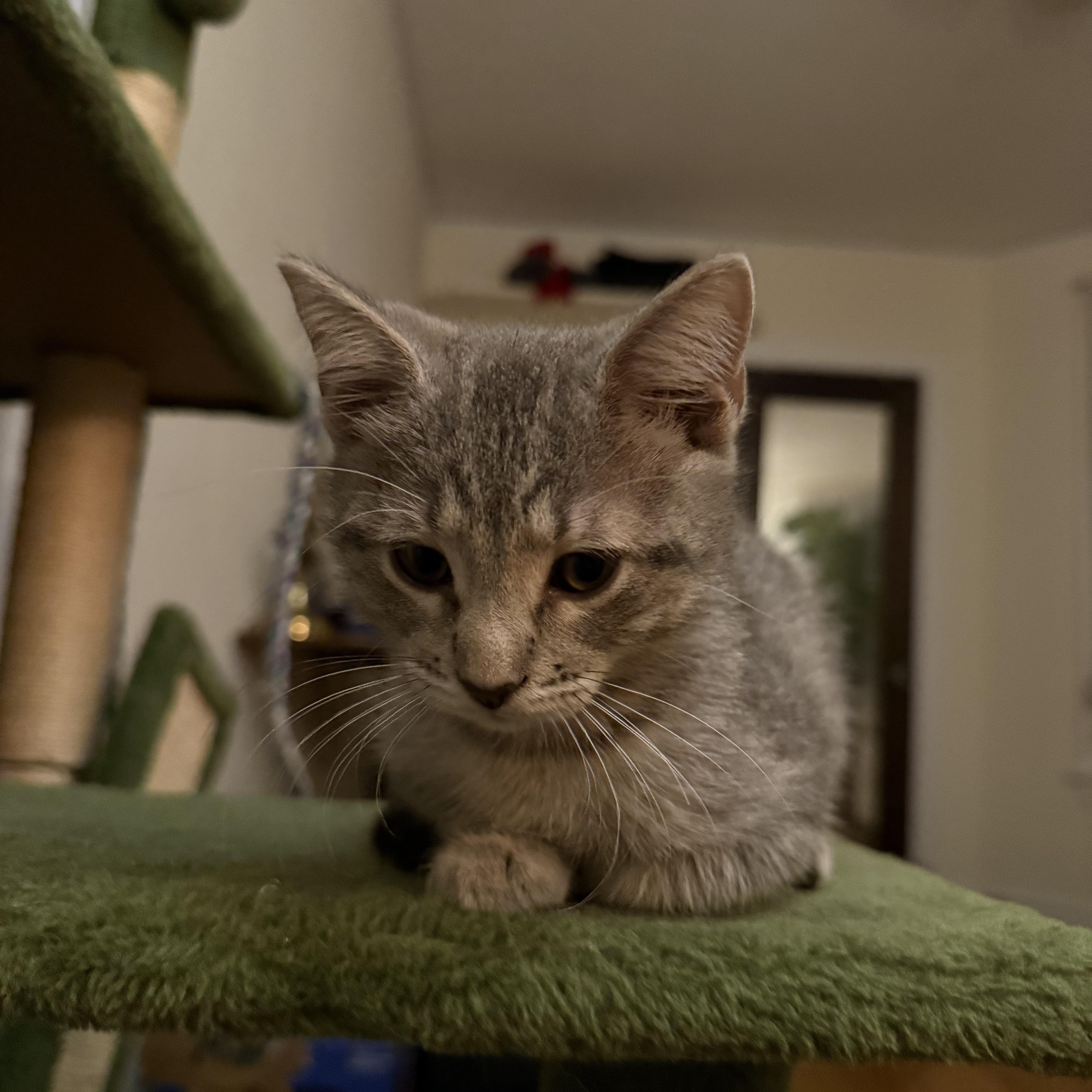 Enlarge Lavender, a Adoptable Domestic Short Hair in Chicago, IL image 2/2