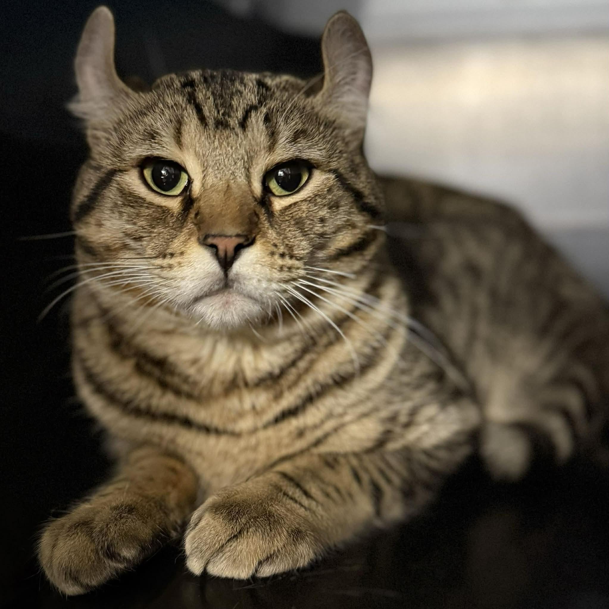 Sonar & Radar BONDED PAIR, adopted, Adult Male American Curl.