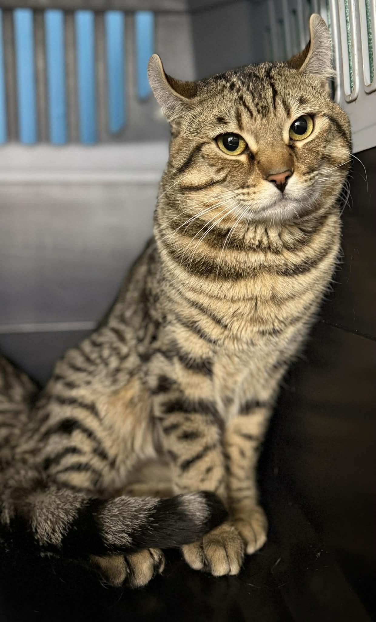Enlarge Sonar & Radar BONDED PAIR, an adopted American Curl in Claremont, NH image 2/2