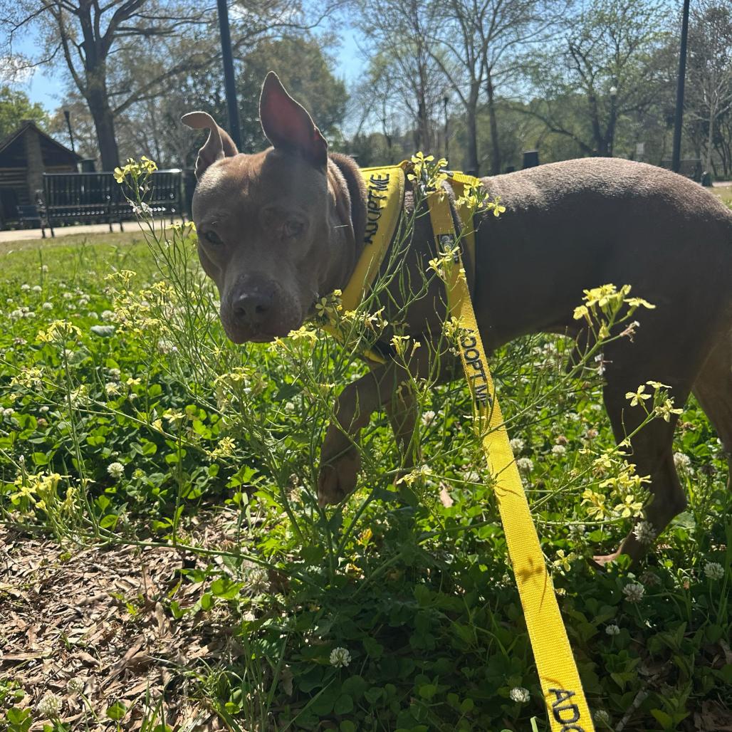 Steve 6081, Adoptable, Adult Male Mixed Breed.