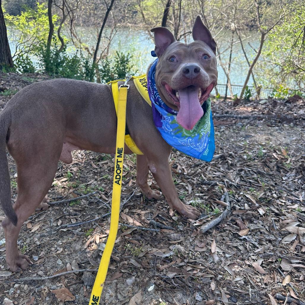 Enlarge Steve 6081, a Adoptable Mixed Breed in Columbus, GA image 2/5
