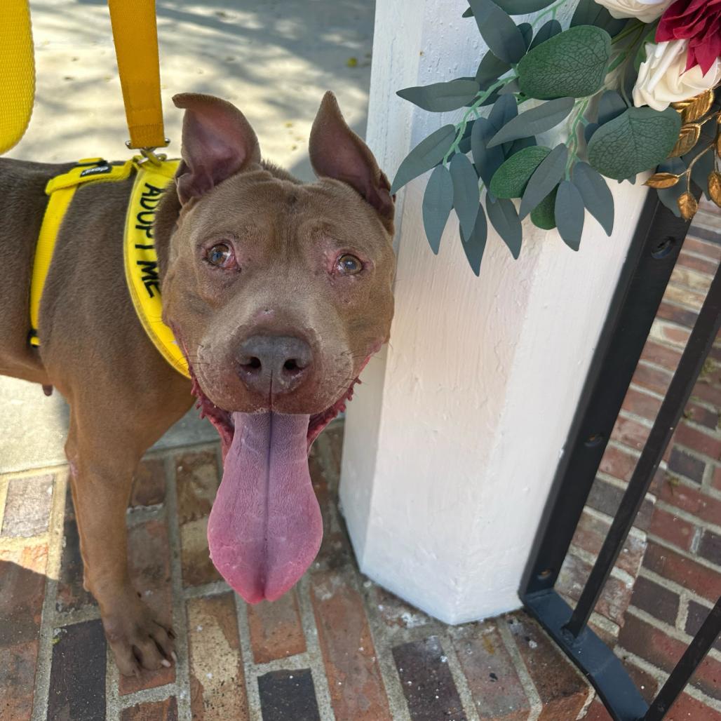 Enlarge Steve 6081, a Adoptable Mixed Breed in Columbus, GA image 3/5