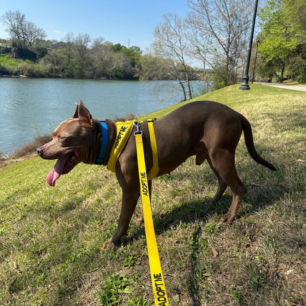 Enlarge Steve 6081, a Adoptable Mixed Breed in Columbus, GA image 4/5
