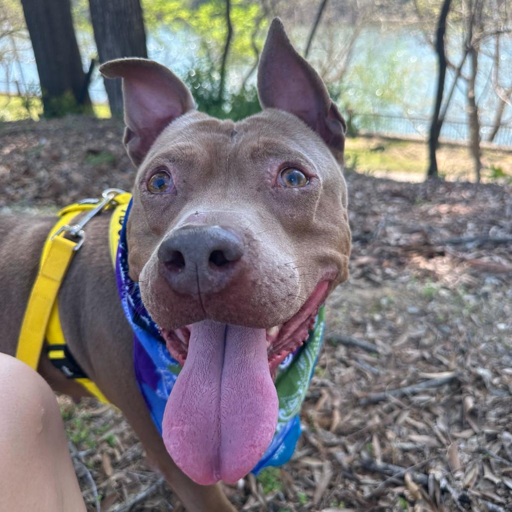 Enlarge Steve 6081, a Adoptable Mixed Breed in Columbus, GA image 5/5
