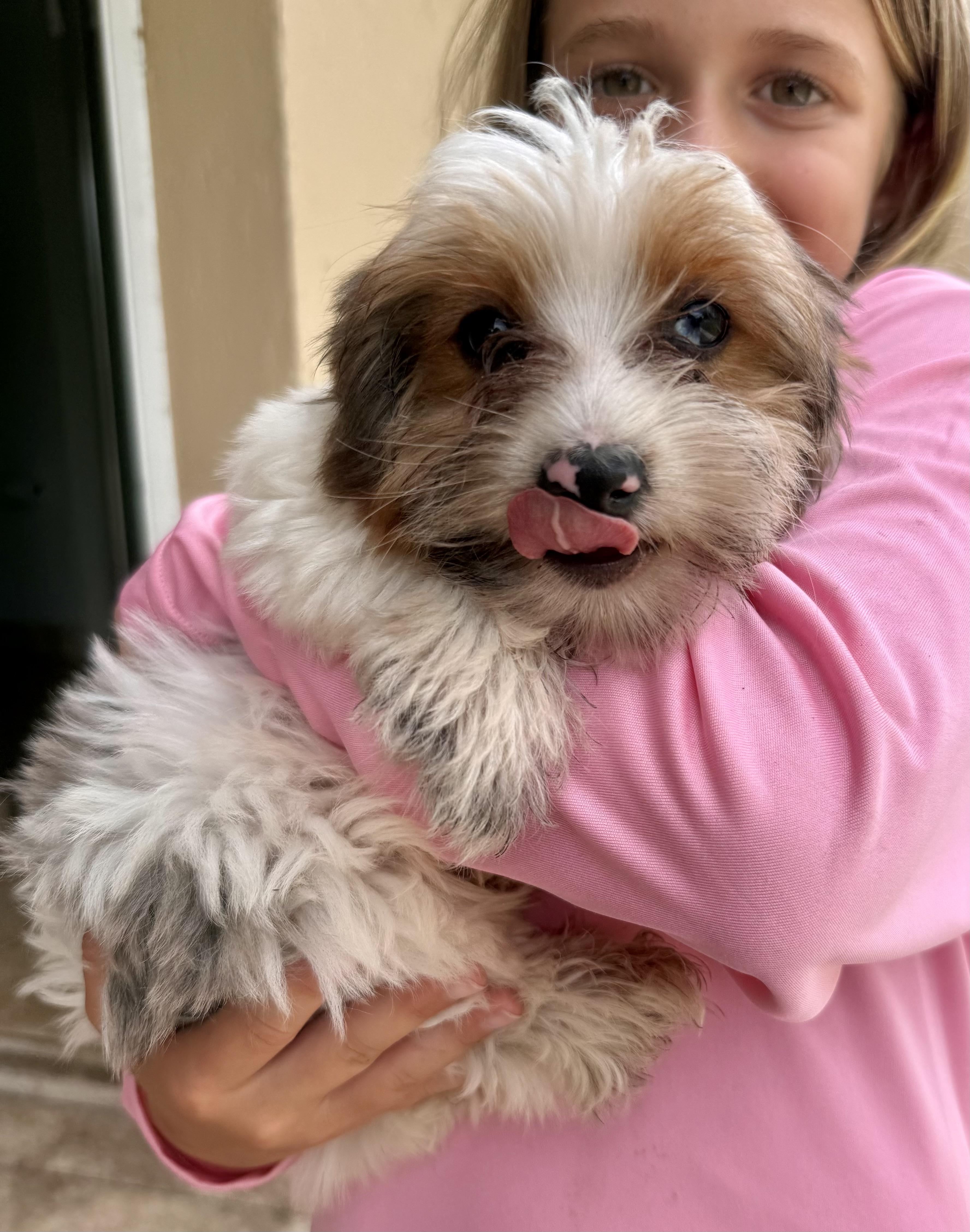 Enlarge Cocoberry Yorkie Hypoallergenic, a Adoptable Yorkshire Terrier in Boca Raton, FL image 2/6