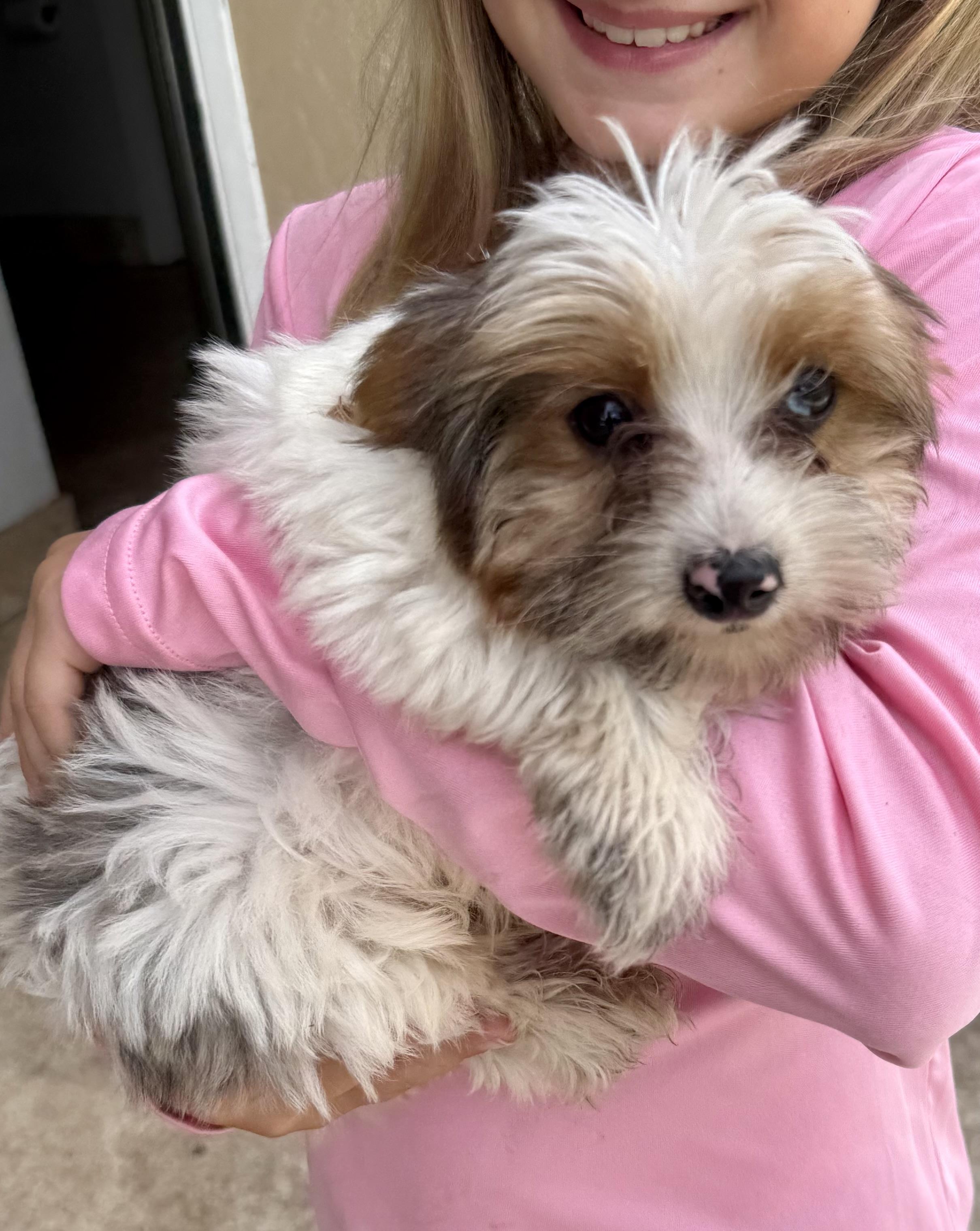 Enlarge Cocoberry Yorkie Hypoallergenic, a Adoptable Yorkshire Terrier in Boca Raton, FL image 3/6