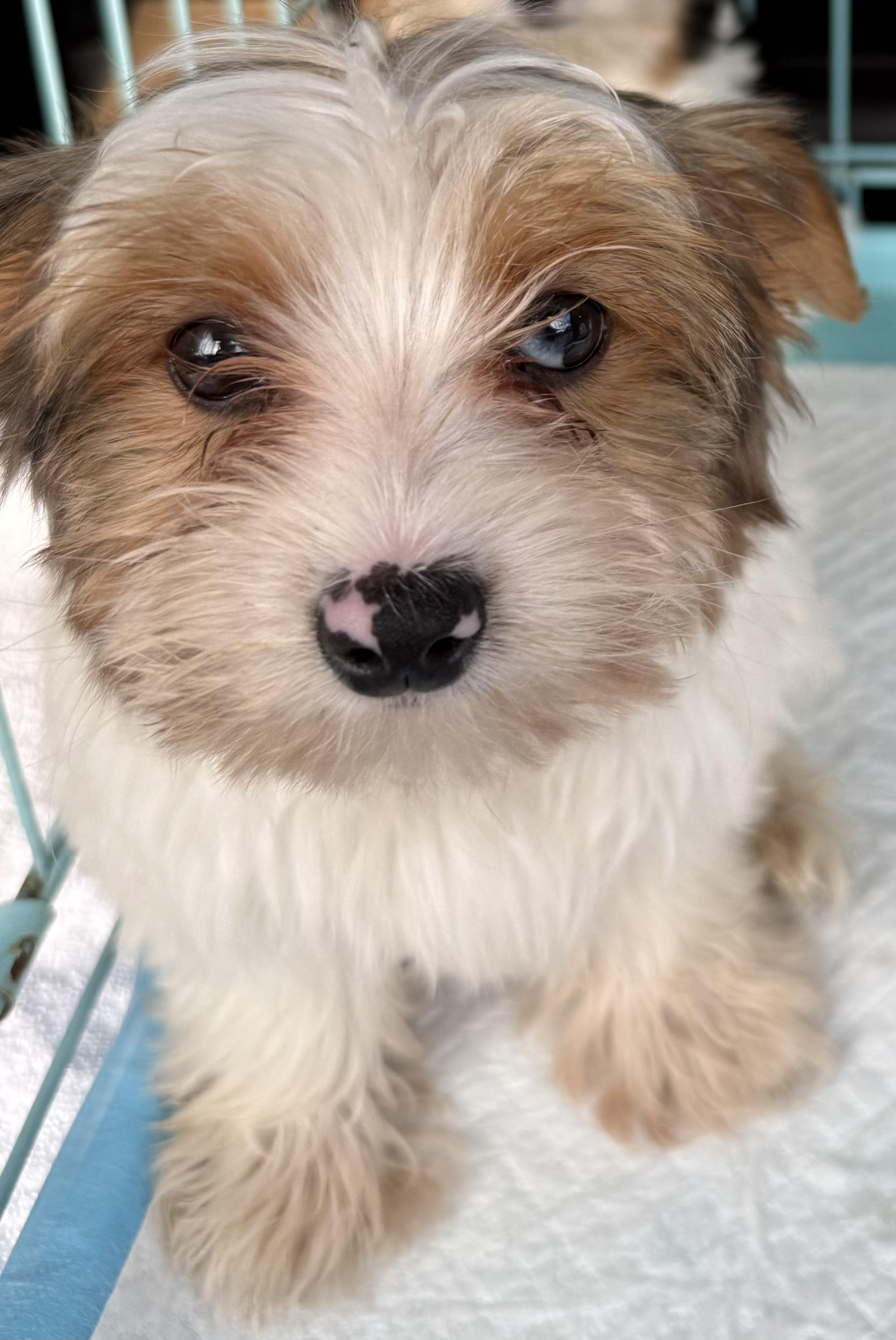 Cocoberry Yorkie Hypoallergenic, Adoptable, Puppy Male Yorkshire Terrier.