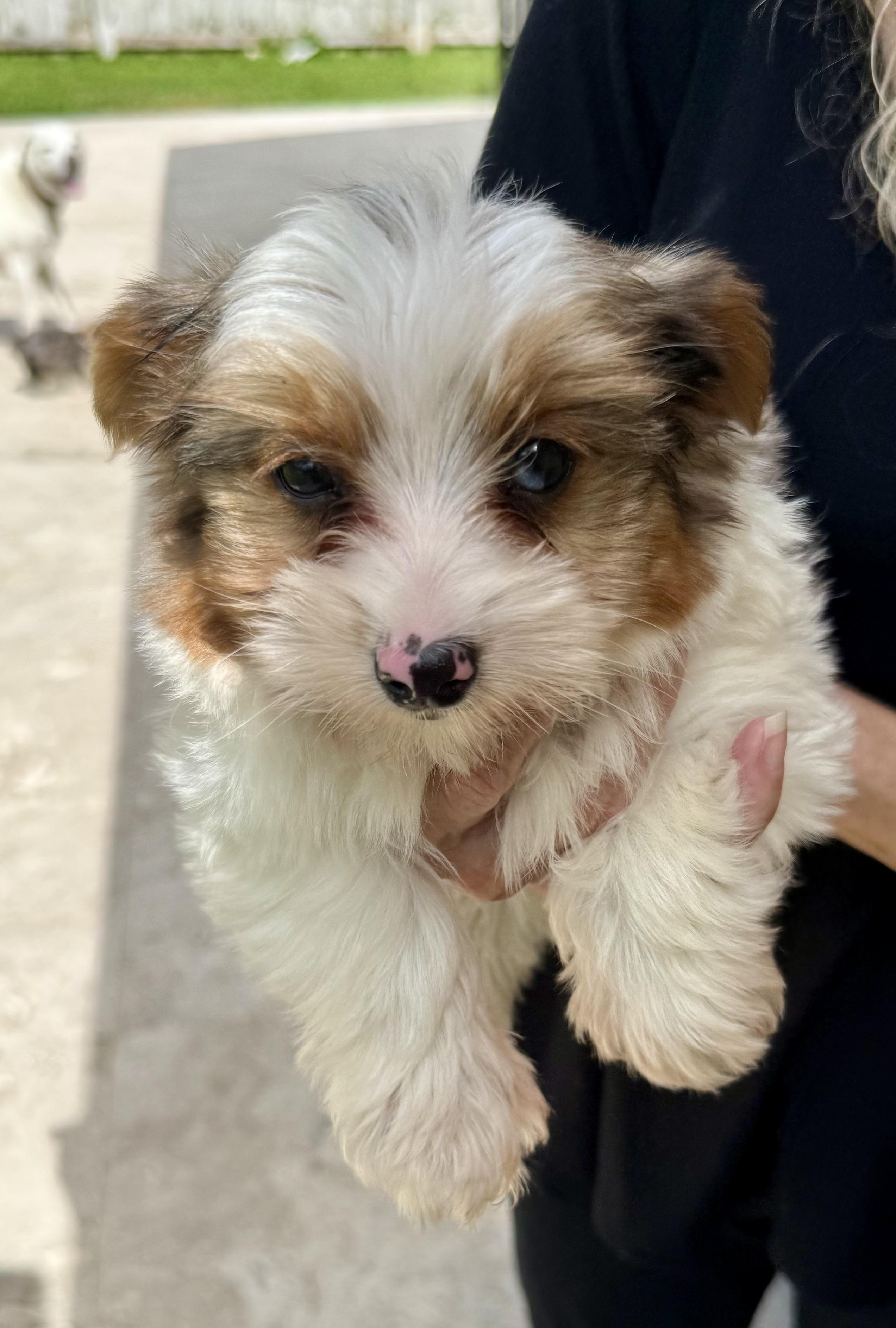 Enlarge Cocoberry Yorkie Hypoallergenic, a Adoptable Yorkshire Terrier in Boca Raton, FL image 5/6