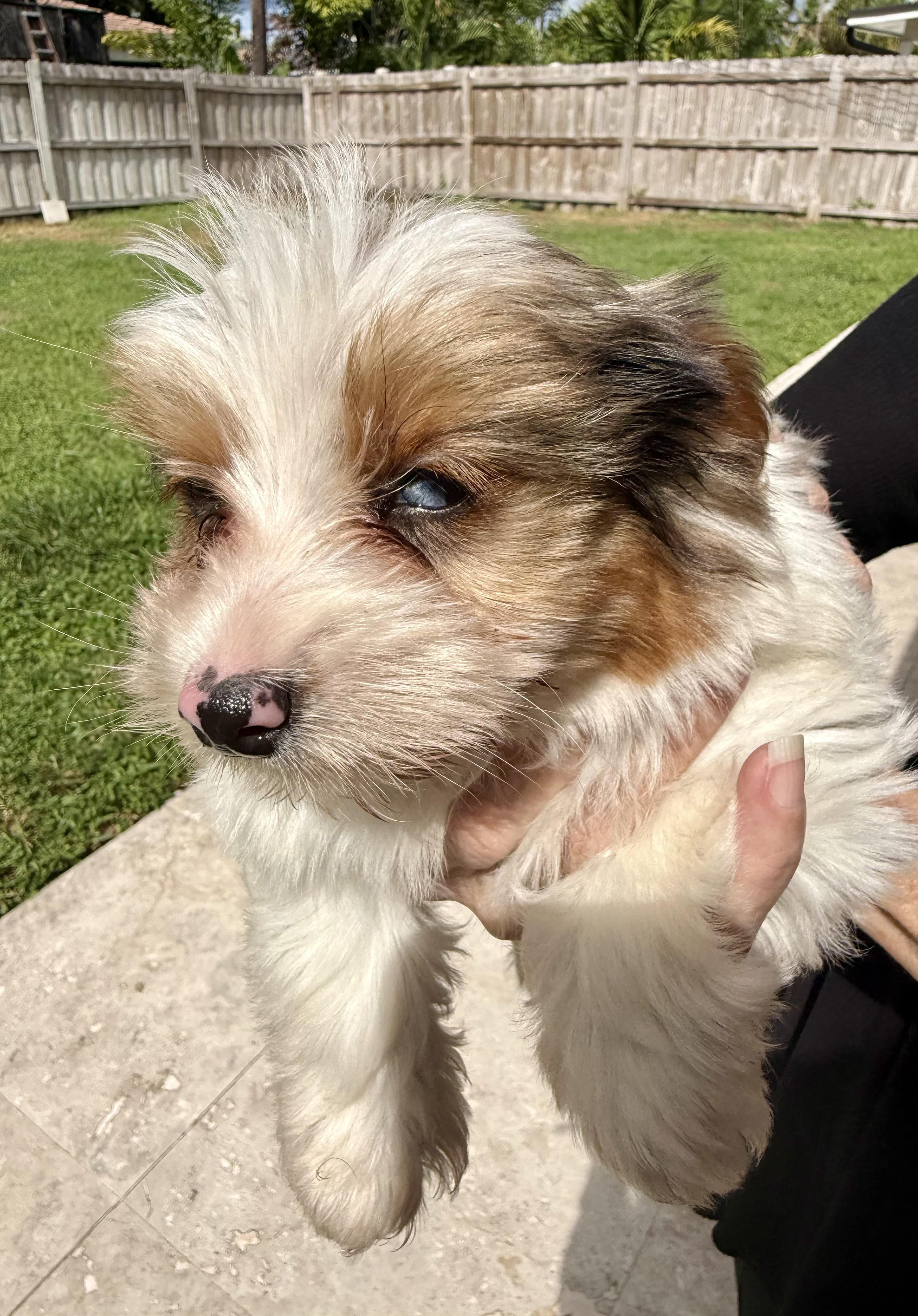 Enlarge Cocoberry Yorkie Hypoallergenic, a Adoptable Yorkshire Terrier in Boca Raton, FL image 6/6
