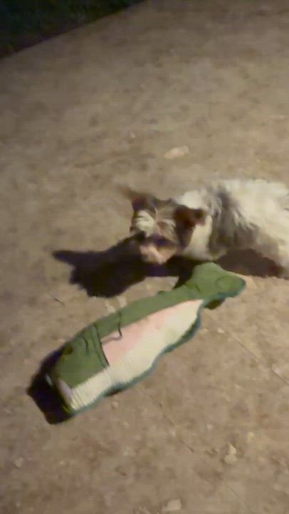 Enlarge Cocoberry Yorkie Hypoallergenic, a Adoptable Yorkshire Terrier in Boca Raton, FL video 4/6