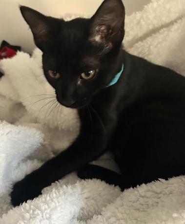 Enlarge Bay, a Adoptable Domestic Short Hair in Clinton Township, MI image 1/5