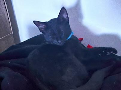 Enlarge Bay, a Adoptable Domestic Short Hair in Clinton Township, MI image 2/5