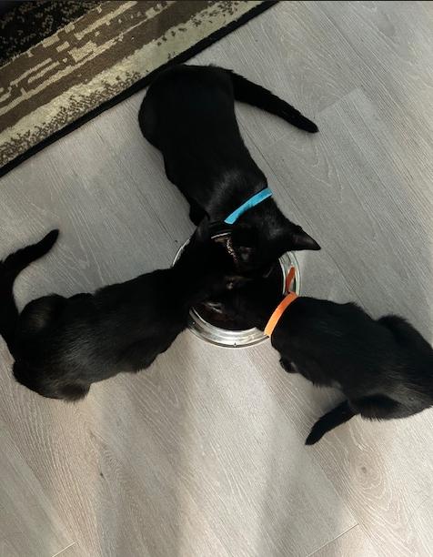 Enlarge Bay, a Adoptable Domestic Short Hair in Clinton Township, MI image 3/5