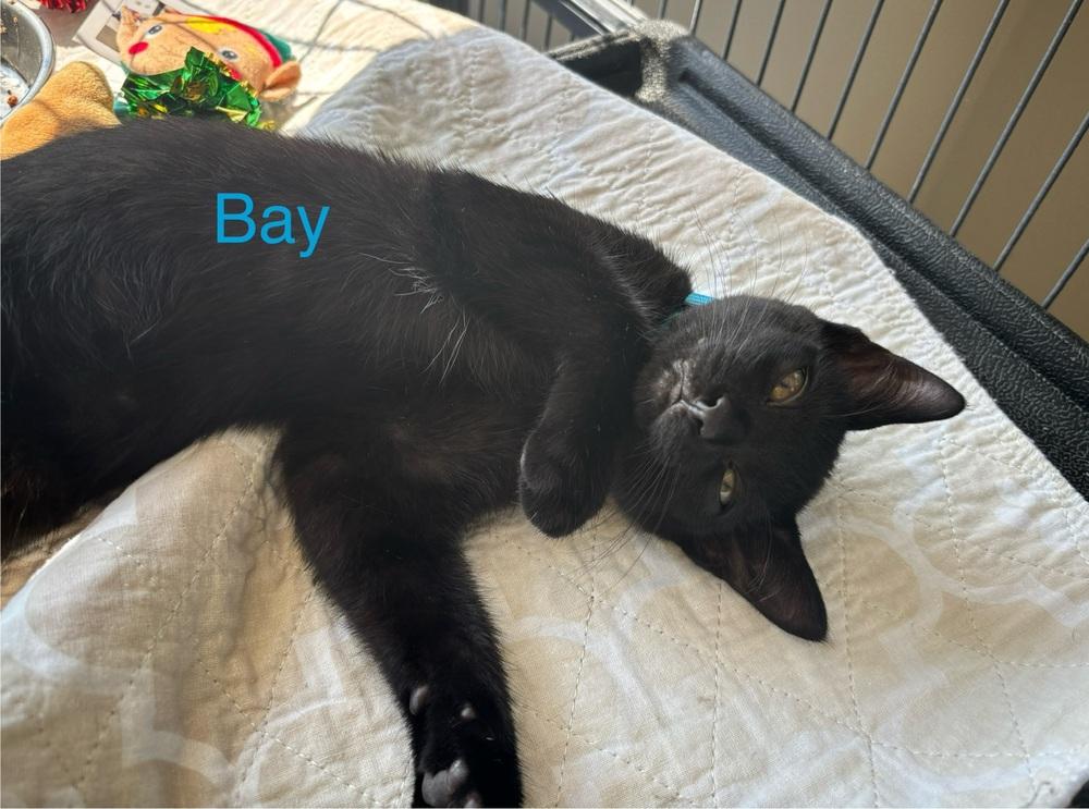 Enlarge Bay, a Adoptable Domestic Short Hair in Clinton Township, MI image 4/5