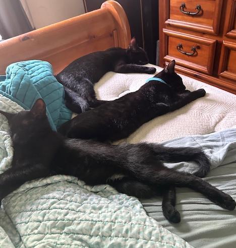 Enlarge Bay, a Adoptable Domestic Short Hair in Clinton Township, MI image 5/5