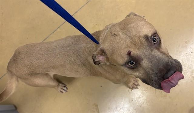 Enlarge WELTY, a Adoptable Pit Bull Terrier in Minneapolis, MN image 1/1