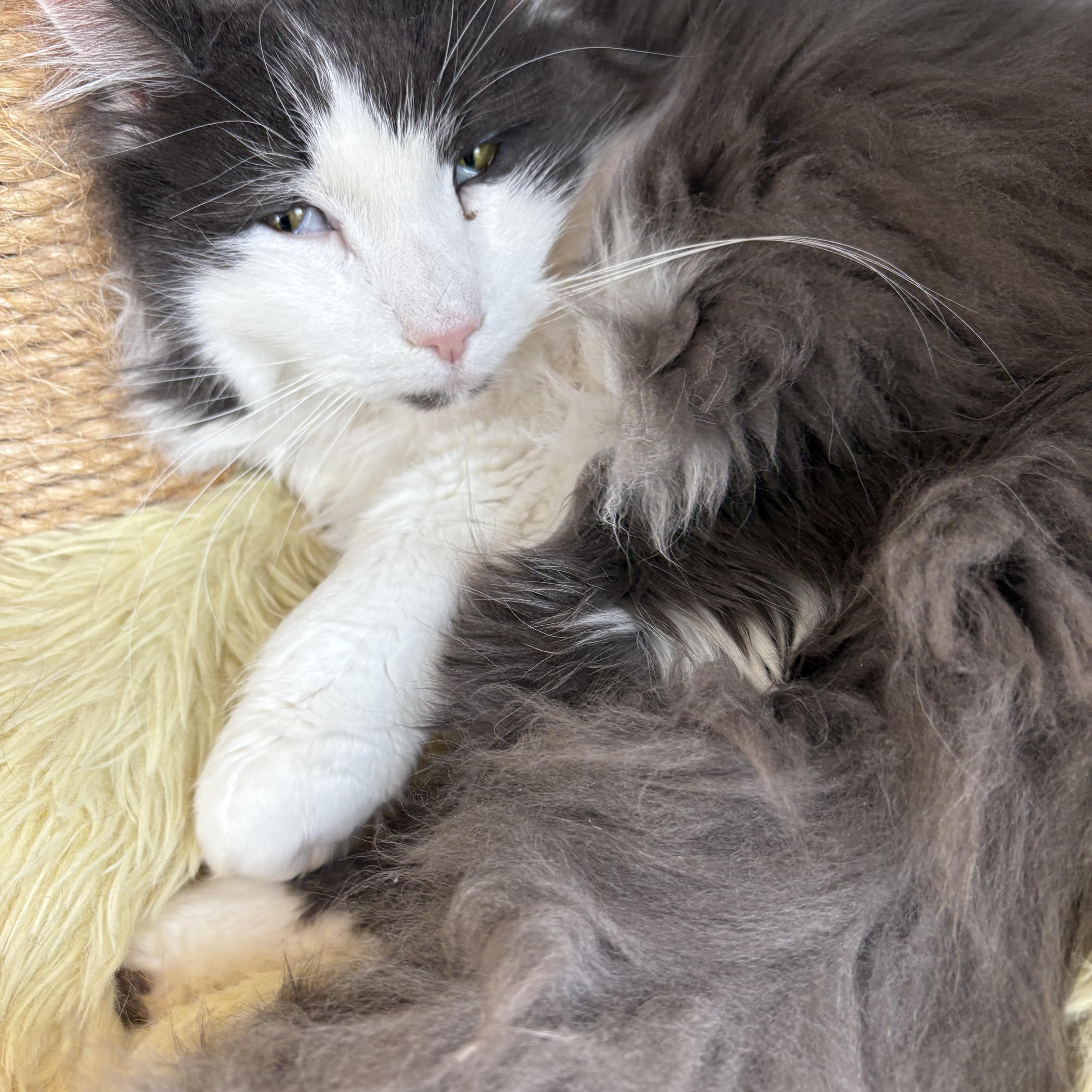 Enlarge CJ, an adopted mixed breed in Warwick, NY image 2/2