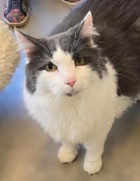 CJ, adopted, Senior Male Domestic Long Hair.