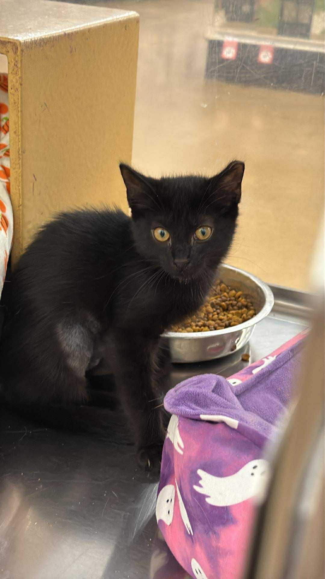 Rita, a Adoptable Domestic Short Hair in Charlotte, NC image 1/2