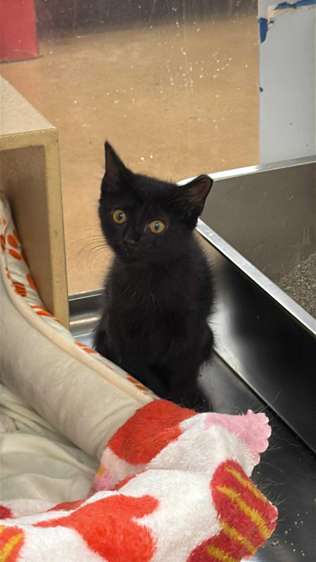 Rita, a Adoptable Domestic Short Hair in Charlotte, NC image 2/2