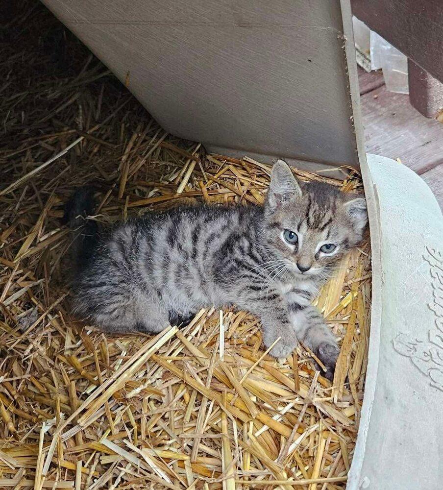 Enlarge Salmon, a Adoptable mixed breed in Harpers Ferry, WV image 1/6