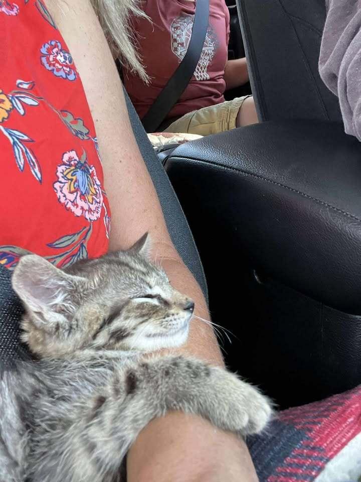 Enlarge Salmon, a Adoptable mixed breed in Harpers Ferry, WV image 2/6