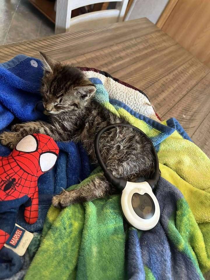 Enlarge Salmon, a Adoptable mixed breed in Harpers Ferry, WV image 3/6