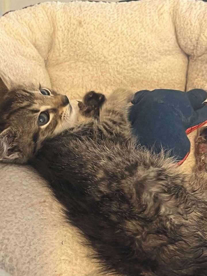 Enlarge Salmon, a Adoptable mixed breed in Harpers Ferry, WV image 4/6