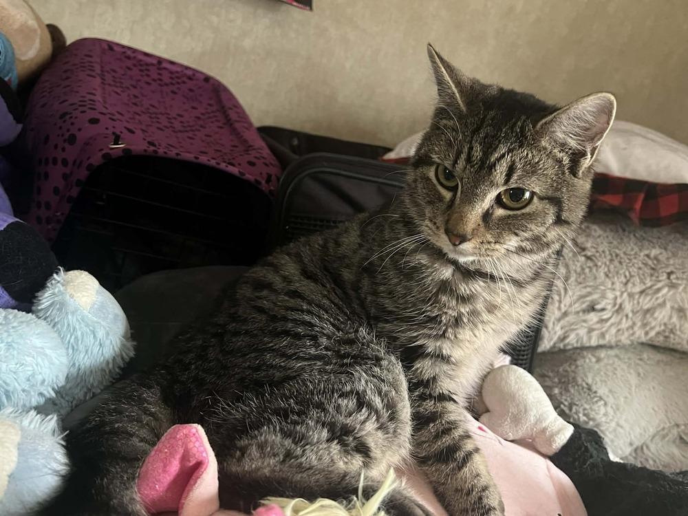 Enlarge Salmon, a Adoptable mixed breed in Harpers Ferry, WV image 5/6