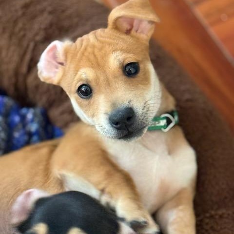 Enlarge Neville , an adoptable mixed breed in Sparta, NJ image 1/6