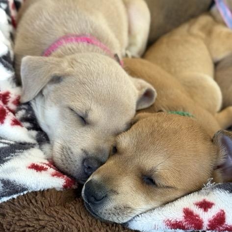 Enlarge Neville , an adoptable mixed breed in Sparta, NJ image 5/6