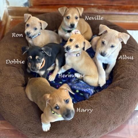 Enlarge Neville , an adoptable mixed breed in Sparta, NJ image 6/6