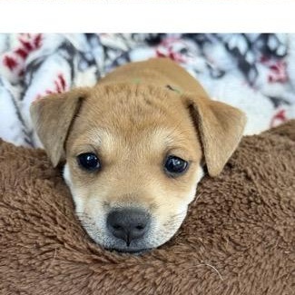 Enlarge Neville , an adoptable mixed breed in Sparta, NJ image 2/6