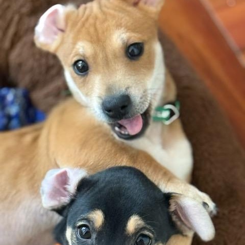 Enlarge Neville , an adoptable mixed breed in Sparta, NJ image 3/6