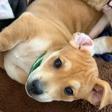 Enlarge Neville , an adoptable mixed breed in Sparta, NJ image 4/6