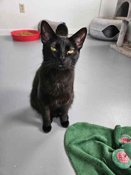 Enlarge Winston, a Adoptable mixed breed in Mount Pleasant, IA image 1/1