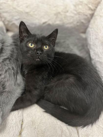 Winston, Adoptable, Kitten Male Domestic Short Hair & Domestic Short Hair.