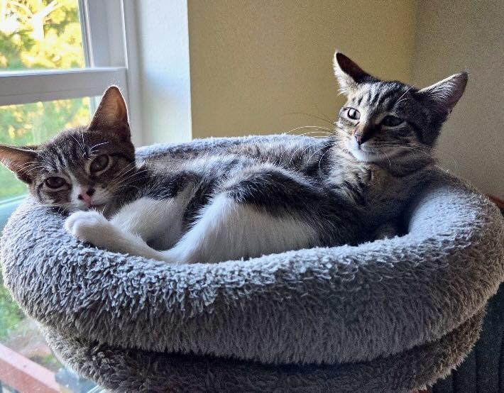 Tina & Tillie, Adoptable, Kitten Female Tabby.