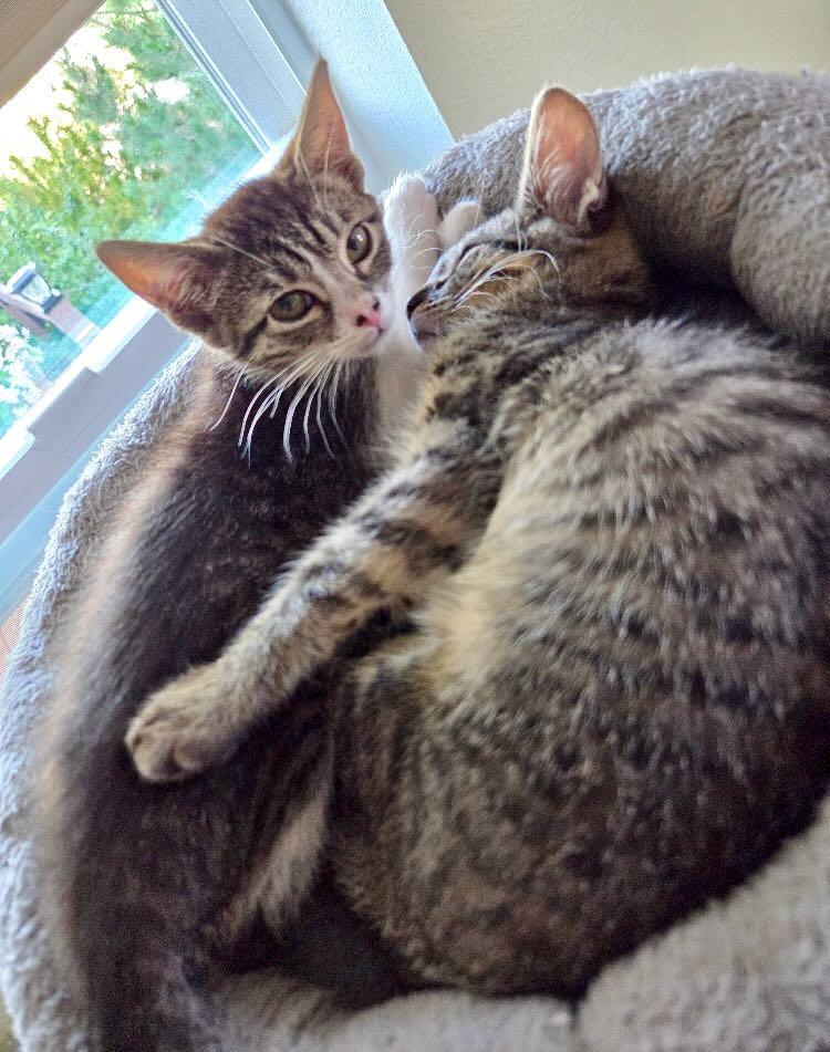 Enlarge Tina & Tillie, a Adoptable Tabby in Portland, OR image 2/3