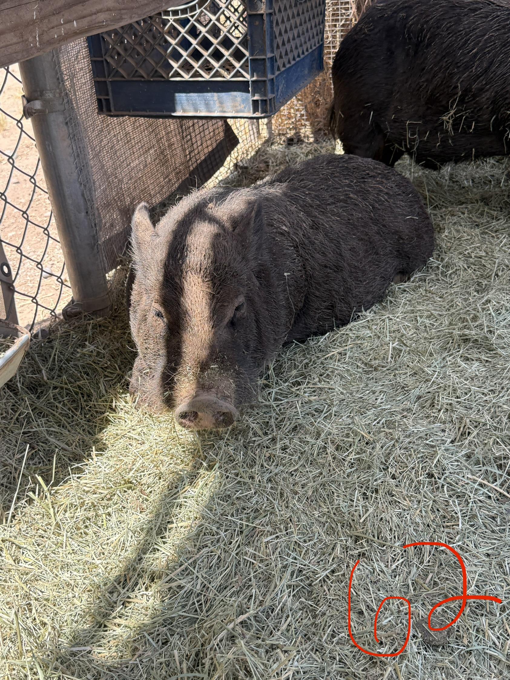 Enlarge 2-862 Kevin, a Adoptable Pig in Phoenix, AZ image 3/3