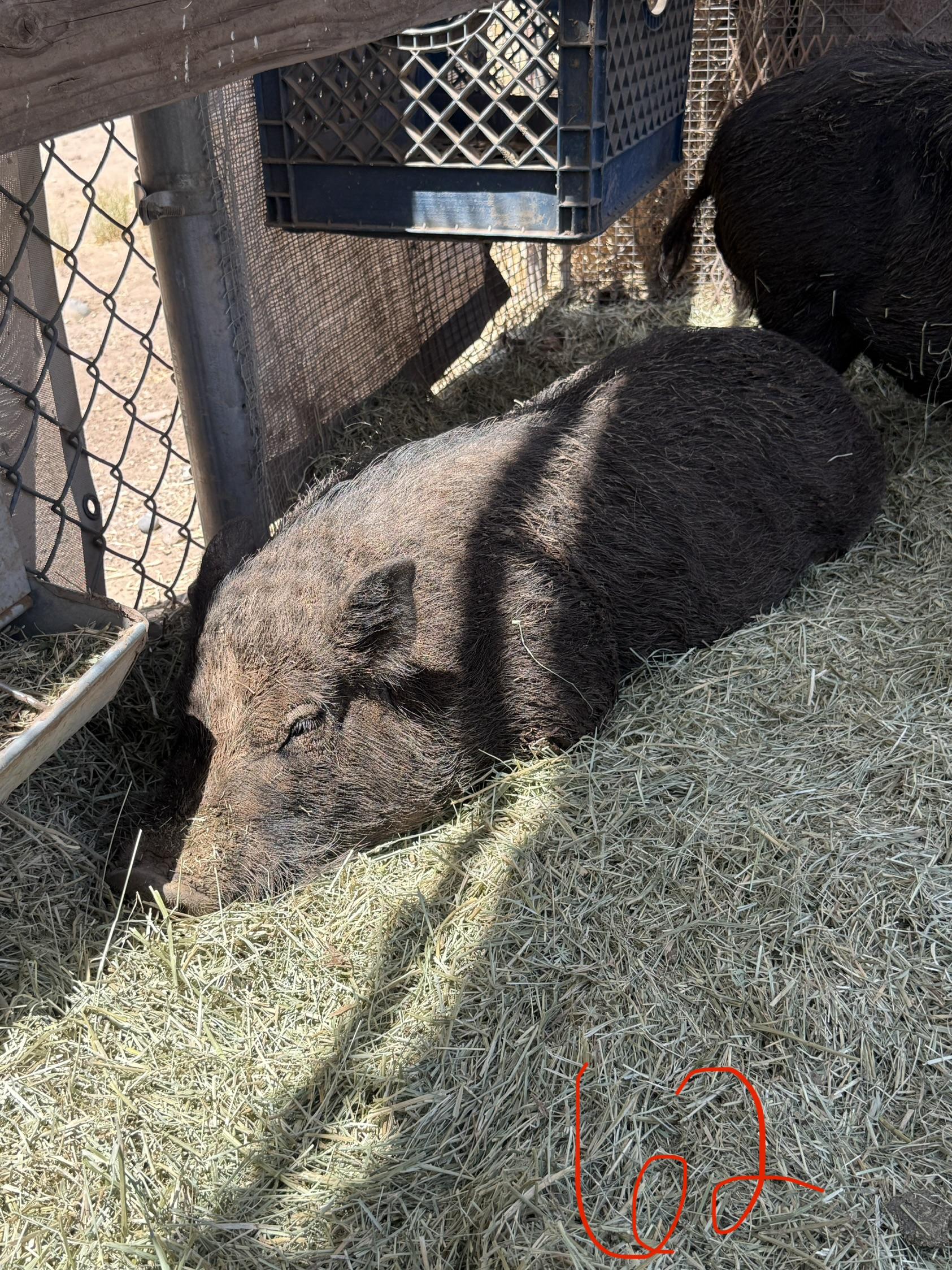 2-862 Kevin, Adoptable, Adult Male Pig.