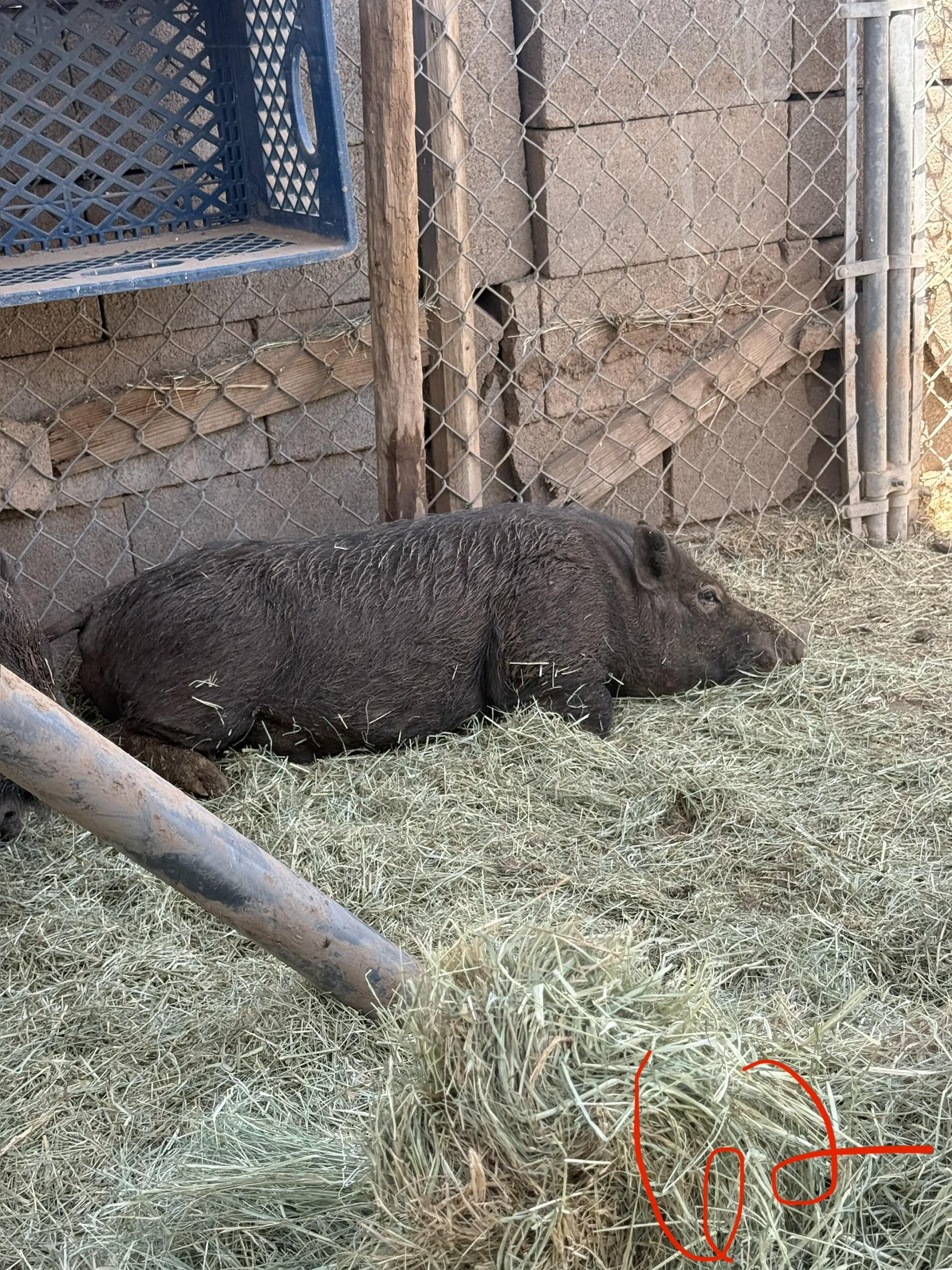 Enlarge 2-862 Kevin, a Adoptable Pig in Phoenix, AZ image 2/3
