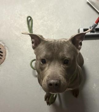 Enlarge Marlin, a ADOPTABLE Pit Bull Terrier in Ashland, VA image 2/3