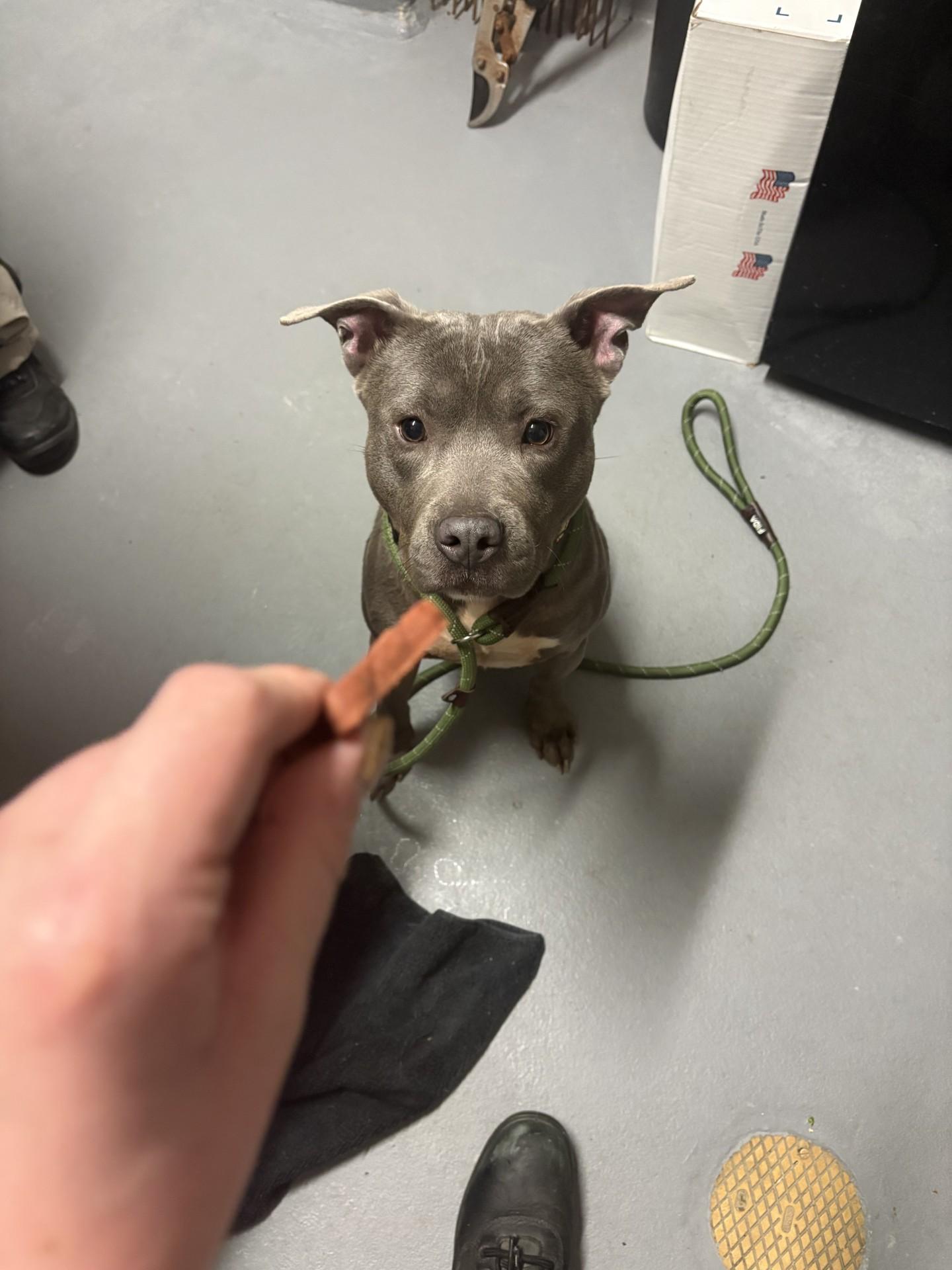 Enlarge Marlin, a ADOPTABLE Pit Bull Terrier in Ashland, VA image 3/3